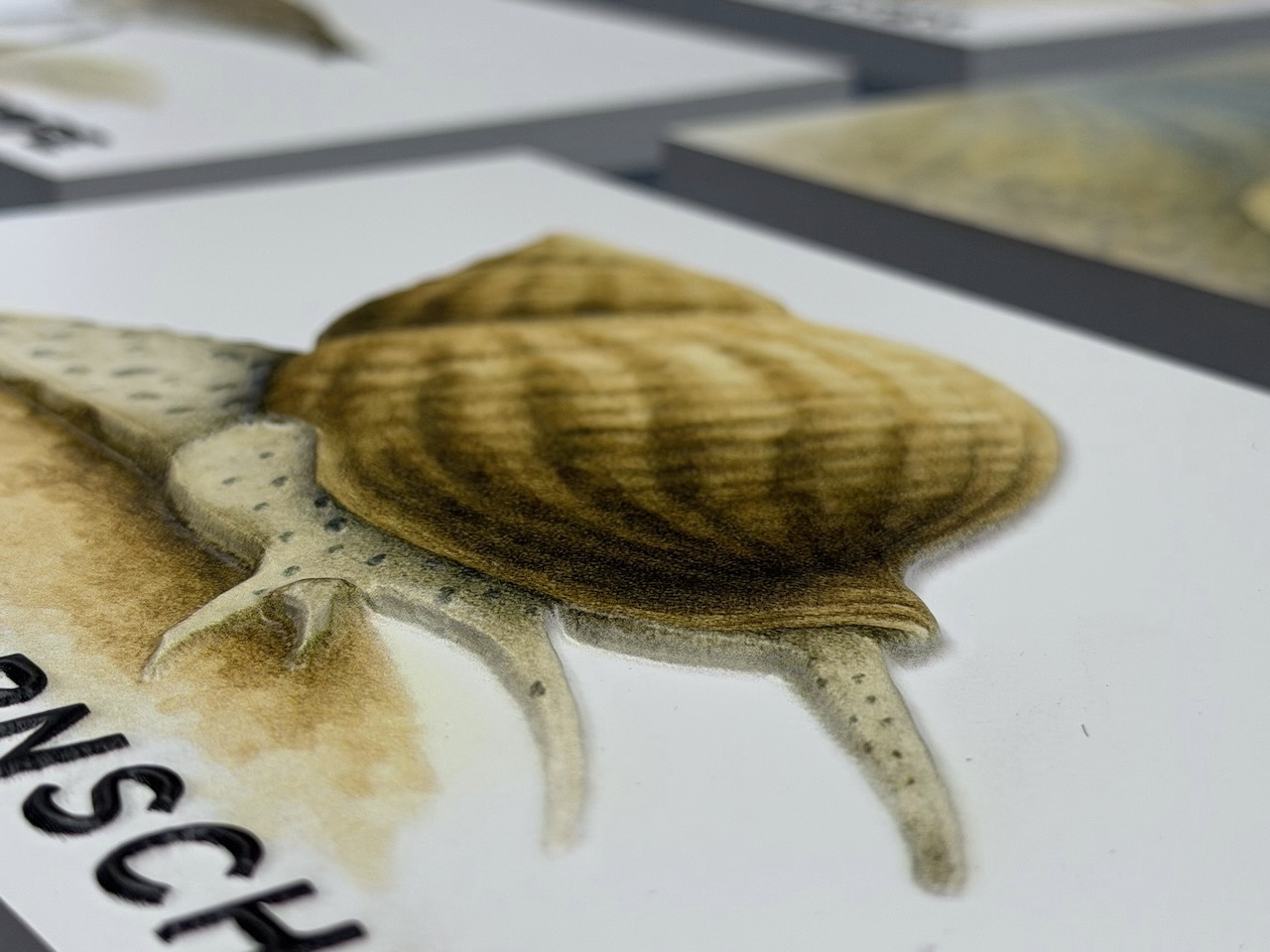 Tastmodell in 2,5D (Wellhornschnecke)