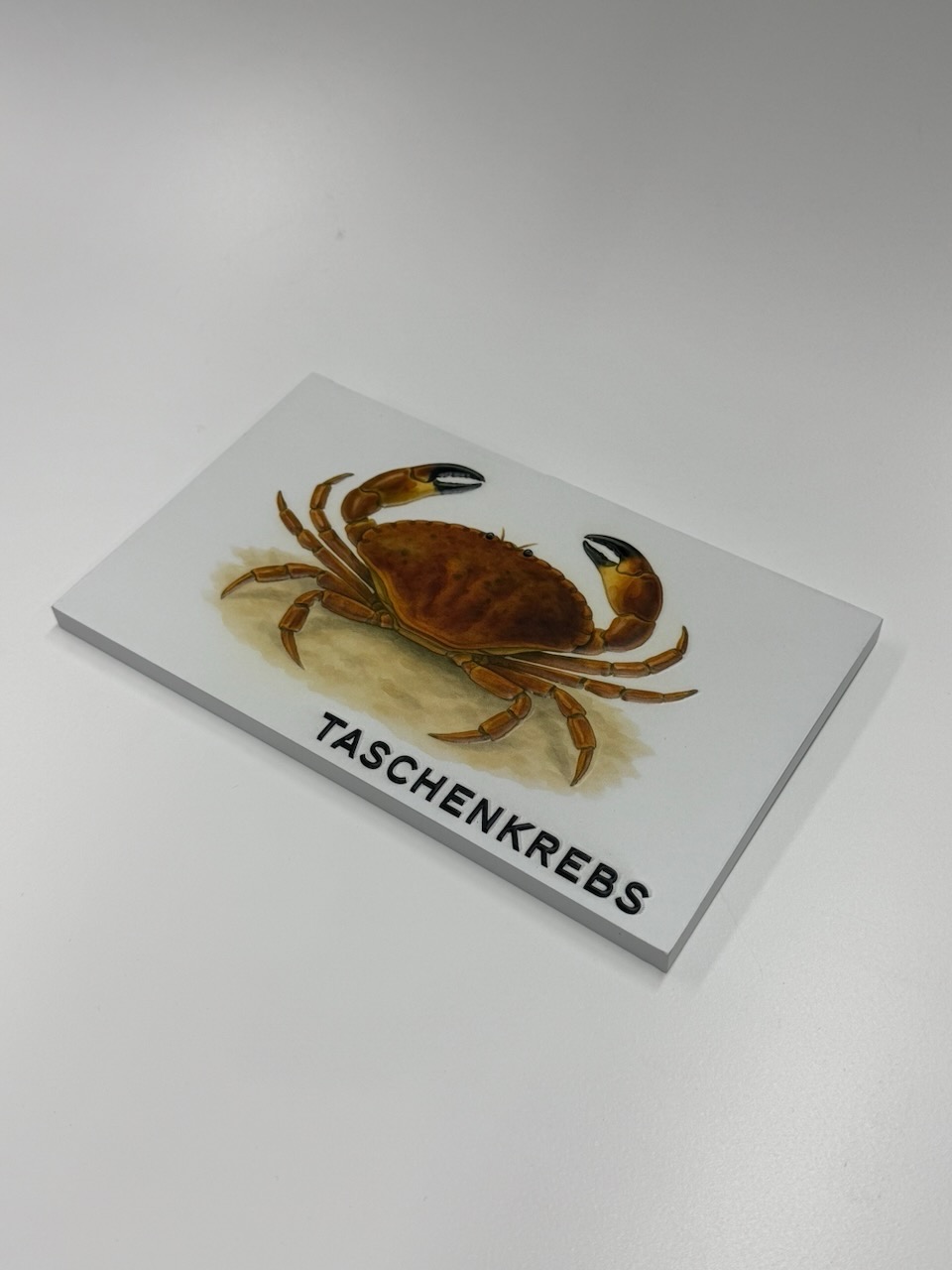 Tastmodell in 2,5D (Taschenkrebs)
